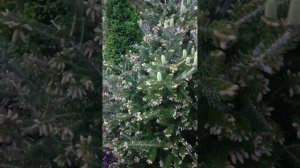 Пихта Сильберлок! Цветение 4 мая 2025