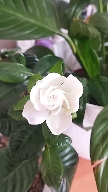 Гардения зацвела💜Необыкновенный аромат! смотреть онлайн