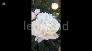 пион Гардения