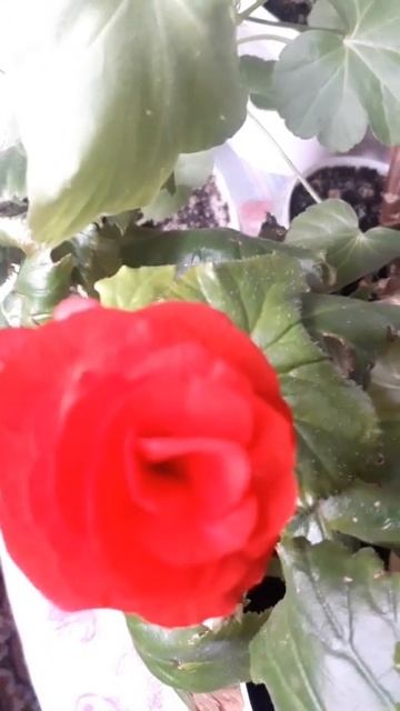 Бегония Элатиор махровая красная смотреть онлайн