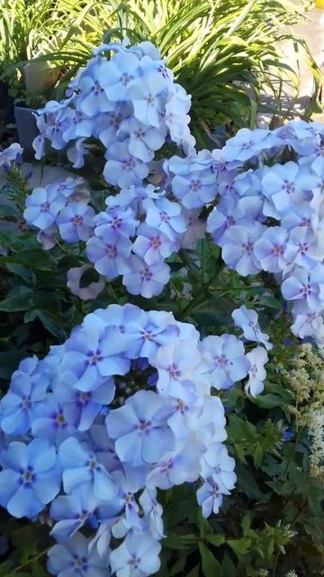 Цветная радость смотреть онлайн