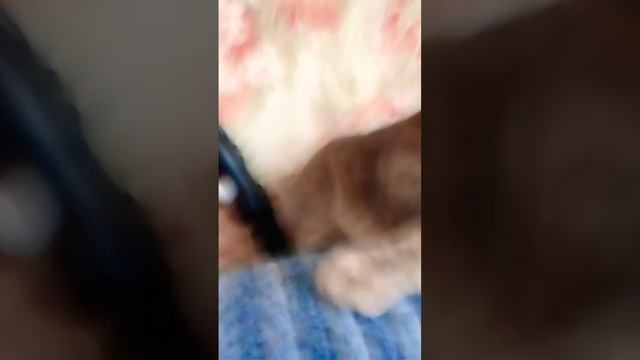 Я хочу быть твоим другом стать #ириска #catlover #котик #под смотреть онлайн