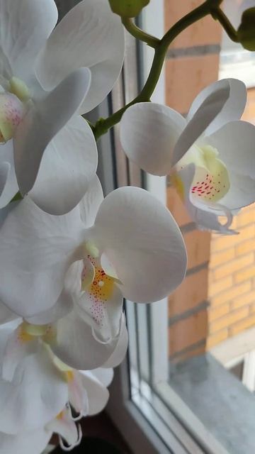 Орхидея фаленопсис в гипсовом кашпо смотреть онлайн