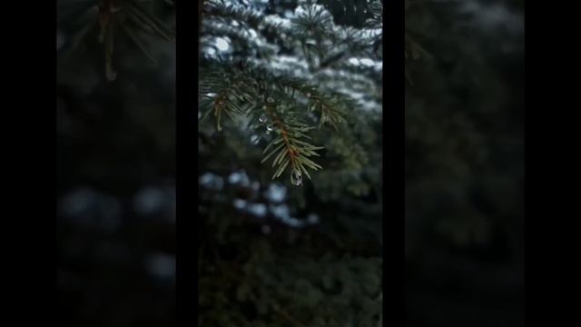 ВНИМАНИЕ К ЖИЗНИ