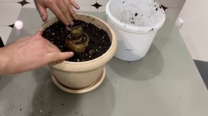 Амариллис или Гиппеаструм Посадка и Уход  ￼￼￼￼￼￼