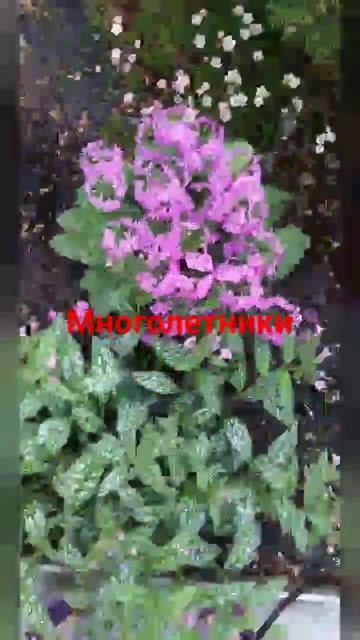 Многолетники. #красота_от_природы #сибирь #shorts смотреть онлайн
