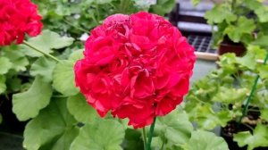 ИВ Ухарь Купец. #обзорсорта