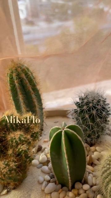 Композиция из кактусов 🌵 🌿для заказа пишите what’s app смотреть онлайн