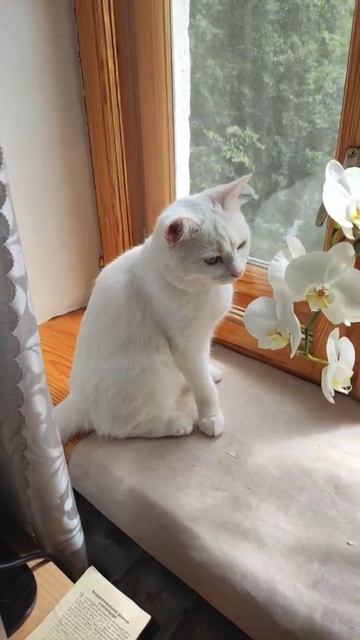 Белла и Белая Орхидея. #котенок #цветы #орхидея#белая смотреть онлайн