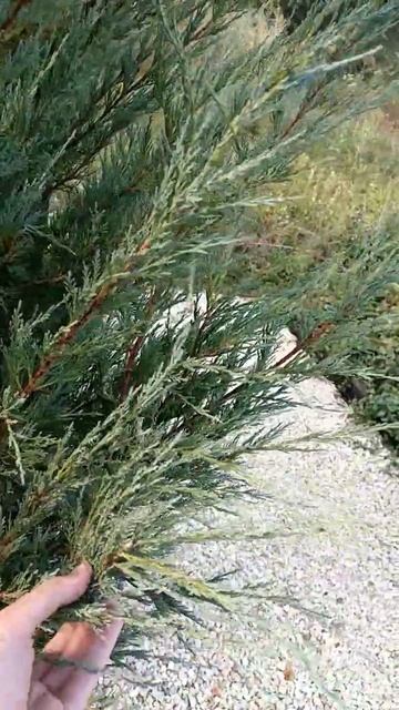 Можжевельник скальный смотреть онлайн