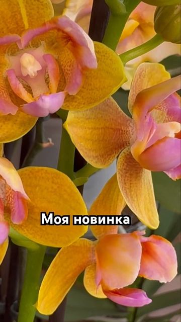 Кто ты ? Моя новая Орхидея смотреть онлайн