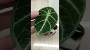 Алоказия Ниндзя (Alocasia Ninja)Первый листик 🍃🍃🍃