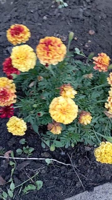 Бархотки. 🌼🌼🌼 смотреть онлайн