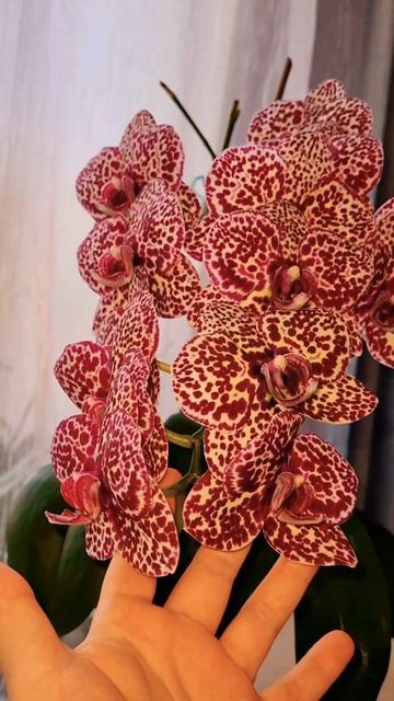 Красивое цветение орхидеи фаленопсис Дикий кот phal. Wild смотреть онлайн