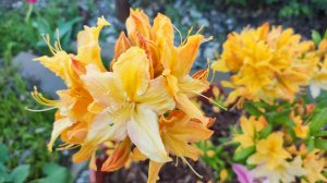 Наш сад в первые майские дни.