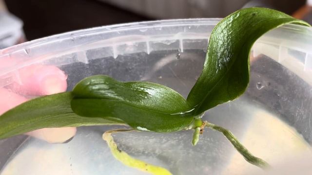 В ЭТО орхидеи ОПУСТИТЕ! корни ПОПРУТ, листья РАСТУТ! ор смотреть онлайн