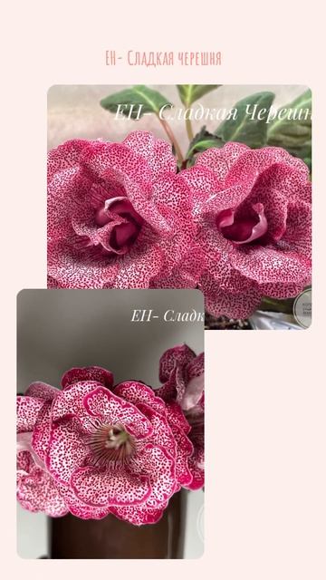 ЕН- Сладкая Черешня 🍒 #глоксинии #flowers #геснериевые #rose смотреть онлайн