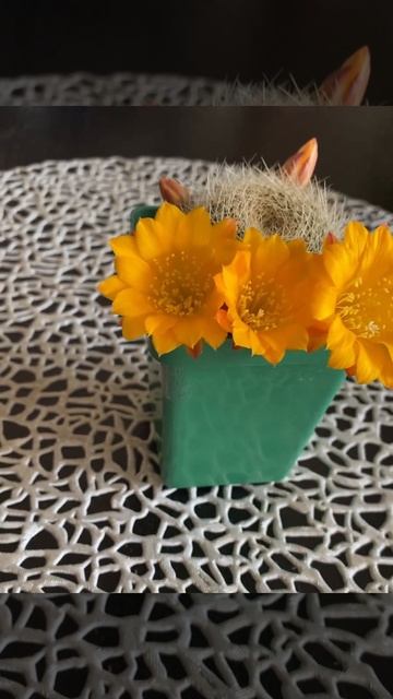 Цветущий кактус! Ребуция!15 мая!2024г смотреть онлайн