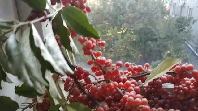 27.12.2020 Облепиха из Страны Души смотреть онлайн