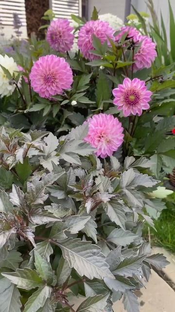 #контейнерноеозеленение #георгинывкашпо #георгины #dahl смотреть онлайн