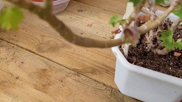 звездчатые пеларгонии часть 2 смотреть онлайн