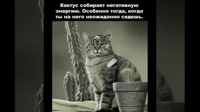 Психология женского юмора: Кактус собирает негативну? смотреть онлайн