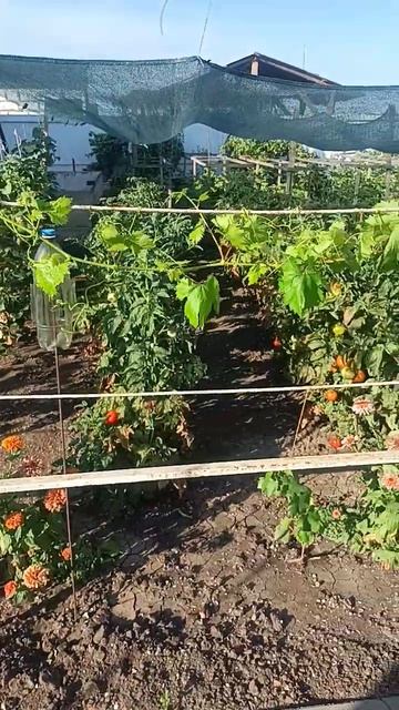 Приезжайте на дачу, буду дарить цветы! смотреть онлайн