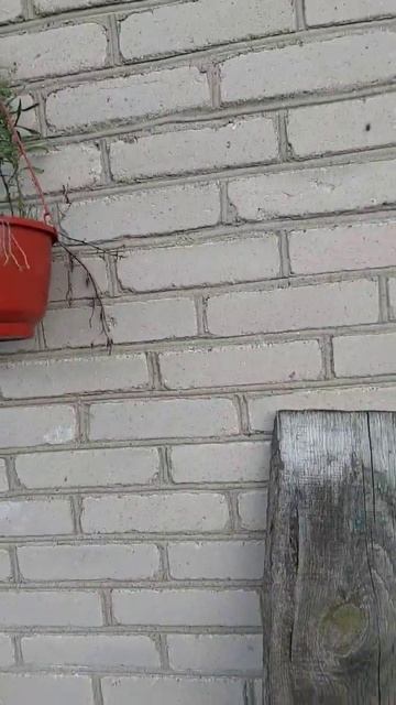 Петуния взошла 😁 смотреть онлайн