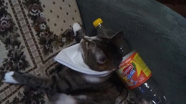 Мега прикол кошка алкаш!!! Я ржал весь день!!! смотреть онлайн