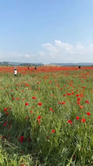 Началось)) Маковое безумие в Крыму