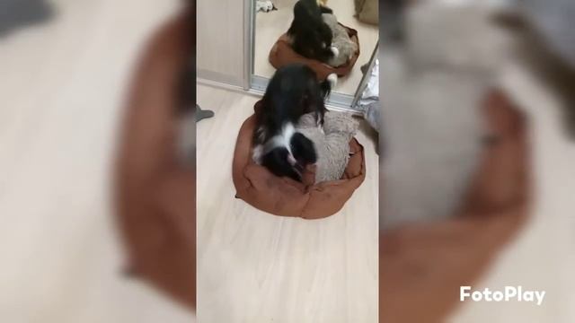 Дейзи капает лежанку и почемуто удочерила тапочек 😯 смотреть онлайн