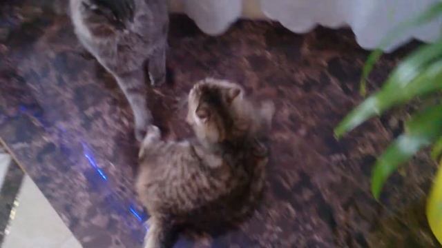 Борьба котэ.