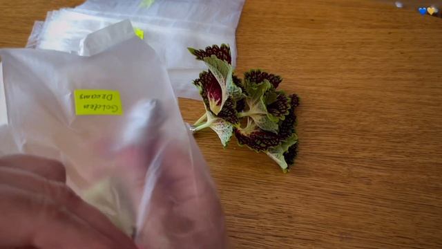 Упаковка черенков в посылку / Колеусы почтой / Garden Coleus смотреть онлайн