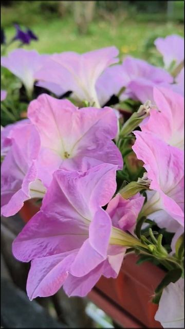 Не ожидала, что к середине сентября у меня будут такие смотреть онлайн