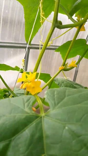 Другое Дело!Поливаю в теплице огурцы и помидоры!Цвету? смотреть онлайн