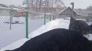 Содержание страусов в домашних условиях.Ульяновская ?