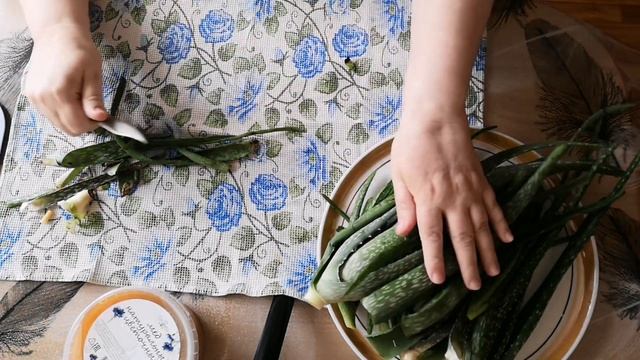 Мои алоэ вера!!! И рецепты из алоэ! смотреть онлайн