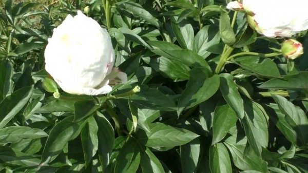 Пион Silver Slippers