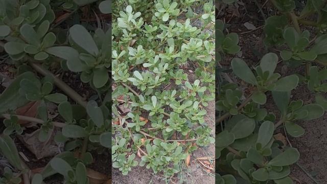 Портулак огородный смотреть онлайн