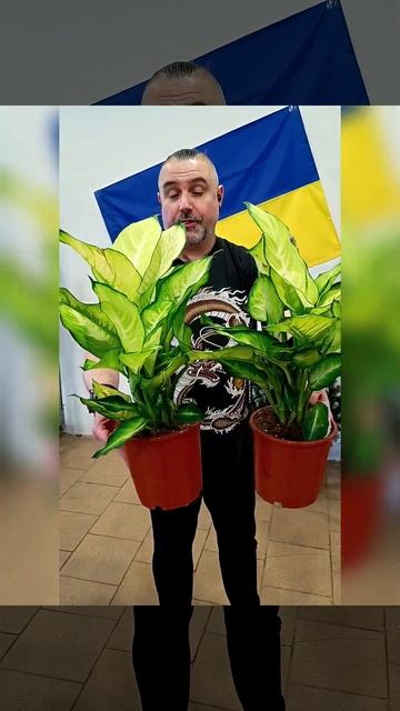 УЦЕНКА! Диффенбахия Саммер Стайл 275 гривен! Бронь в ва? смотреть онлайн