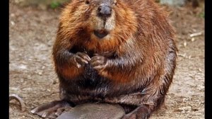 Корень Солодки Глаз Селёдки бобра молот кота