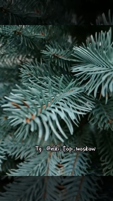 ЛАПКА ГОЛУБАЯ смотреть онлайн