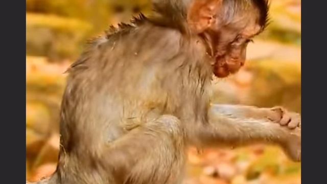 Как правило, макаки стараются... 1000004147.mp4 смотреть онлайн