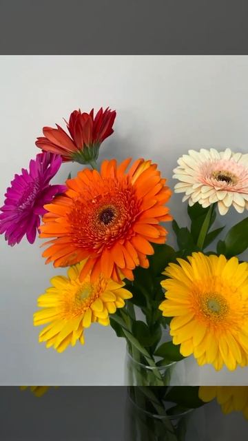 Герберы смотреть онлайн