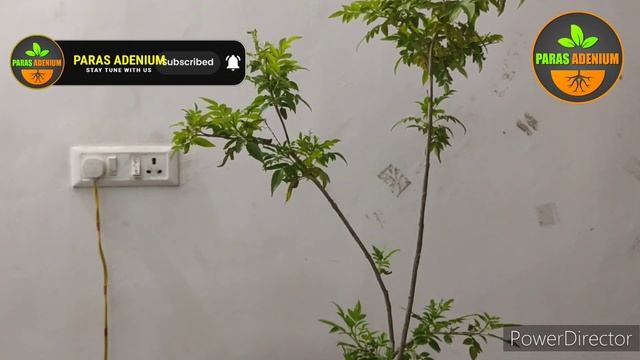 💚 Все о советах по уходу за растением Tecoma Stans Yellow Bells (Ru