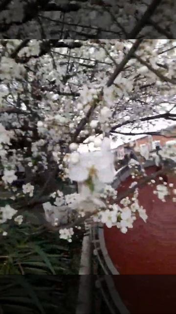 Абрикос цветет,весна 5 апреля 2022 года, Краснодарский к? смотреть онлайн