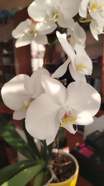 #music #фаленопсис #орхидеяцветет #орхидея #орхидеибабоч? смотреть онлайн