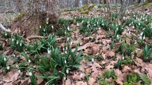 КРЫМ СЕГОДНЯ - ОБАЛДЕТЬ. ГОРА МЕДВЕДЬ В КРЫМУ. ПОЛЯНЫ ПОДСНЕЖНИКОВ. ПАРТЕНИТ СЕГОДНЯ.