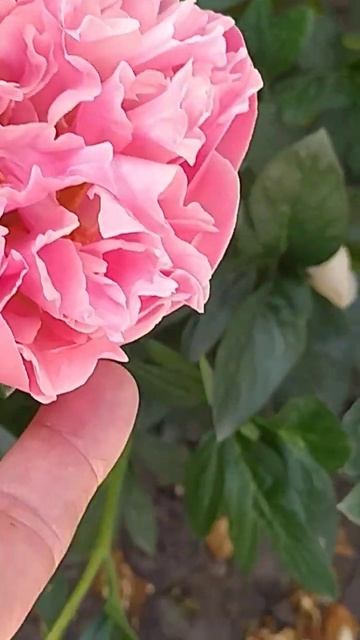 коралловые пионы, наконец то , зацвели, дождалась смотреть онлайн