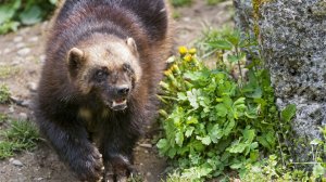 Семейство Куньих: Интересные факты про Росомаху, Ласку, Горностая, Куниц, Хорьков